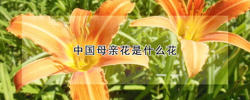 中國母親花是什么花