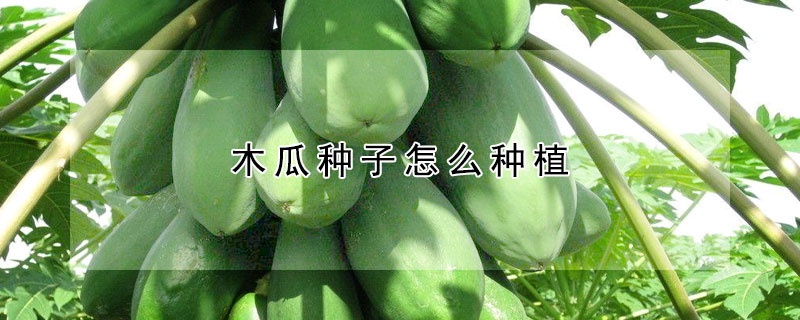 木瓜種子怎么種植