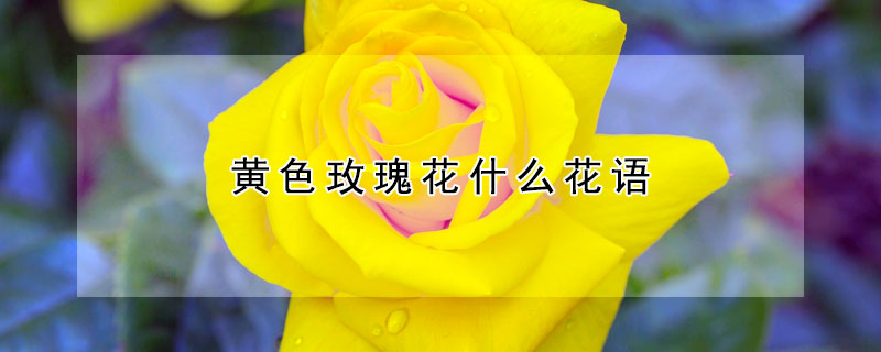 黃色玫瑰花什么花語