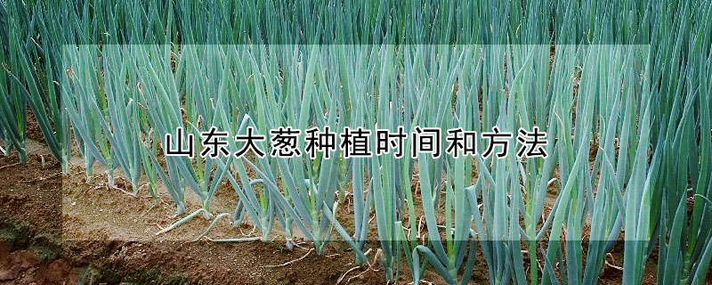 山東大蔥種植時(shí)間和方法