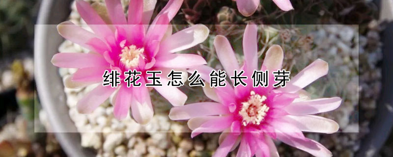 緋花玉怎么能長側芽