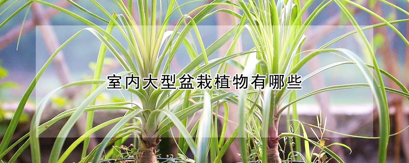 室內大型盆栽植物有哪些