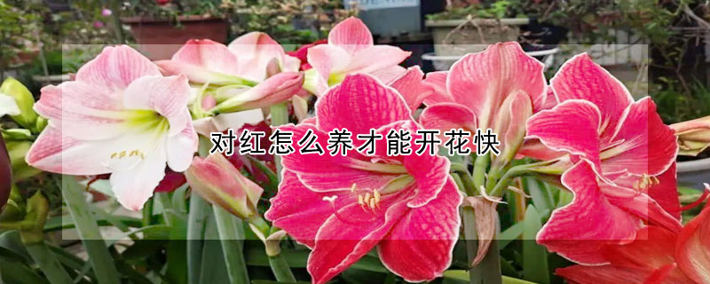 對紅怎么養(yǎng)才能開花快