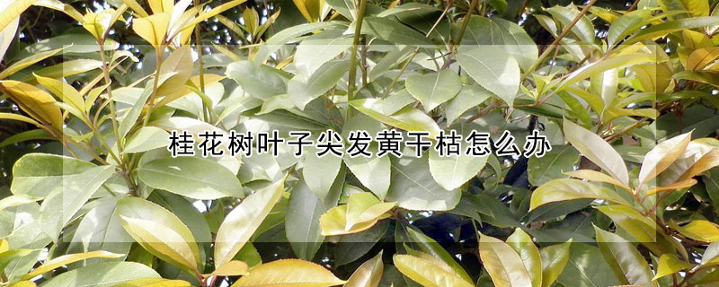 桂花樹葉子尖發黃干枯怎么辦