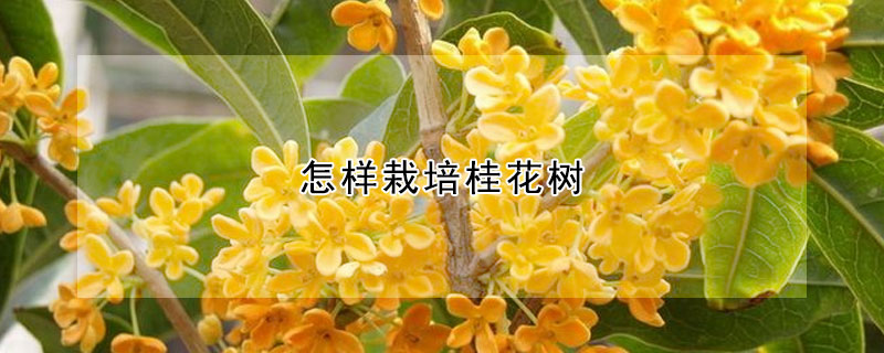 怎樣栽培桂花樹