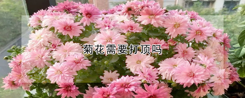 菊花需要打頂嗎