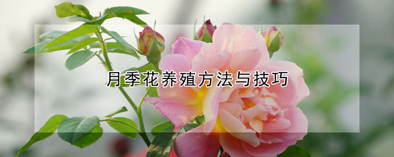 月季花養殖方法與技巧