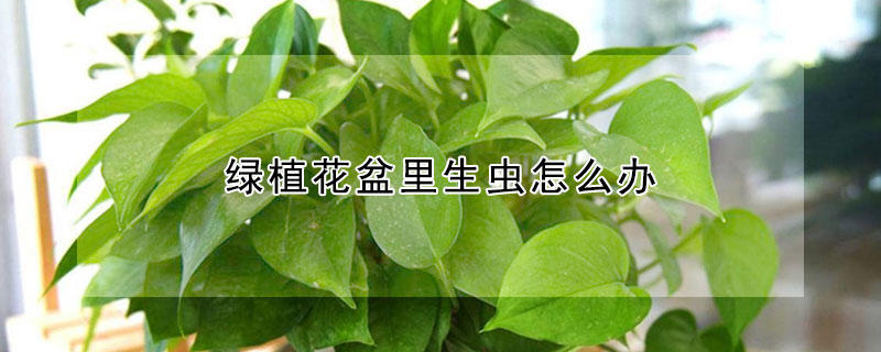 綠植花盆里生蟲怎么辦