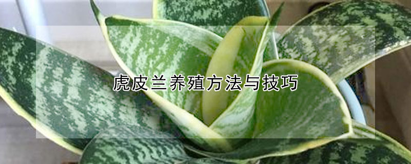 虎皮蘭養殖方法與技巧