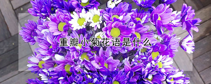 重瓣小菊花語是什么