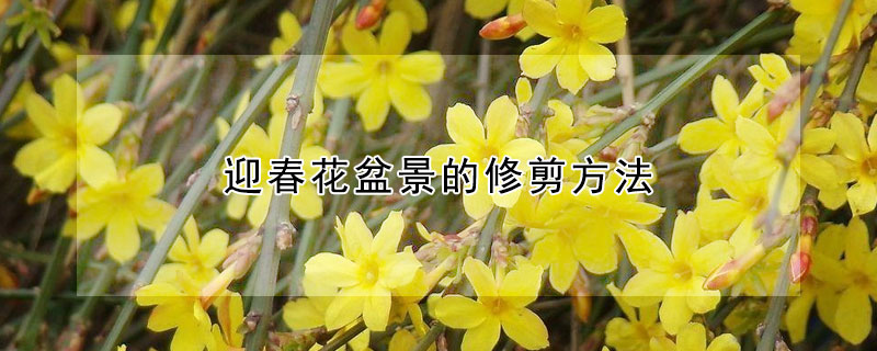 迎春花盆景的修剪方法