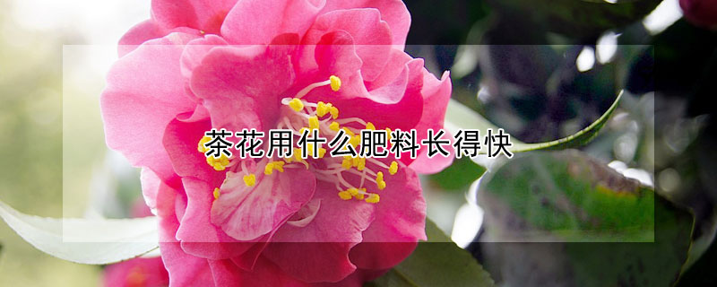 茶花用什么肥料長得快