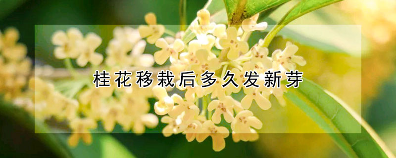 桂花移栽后多久發新芽