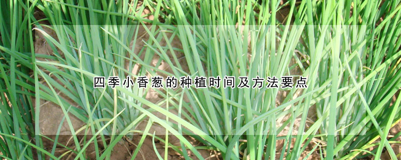 四季小香蔥的種植時(shí)間及方法要點(diǎn)