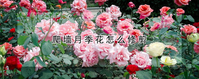 爬墻月季花怎么修剪