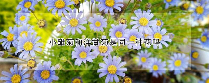 小雛菊和洋甘菊是同一種花嗎