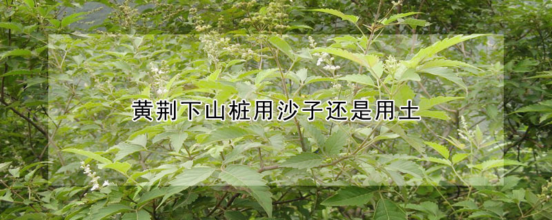 黃荊下山樁用沙子還是用土