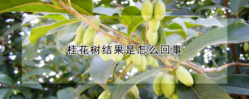 桂花樹結果是怎么回事