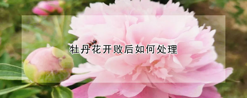 牡丹花開敗后如何處理