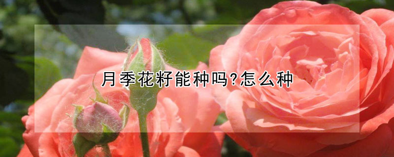 月季花籽能種嗎?怎么種