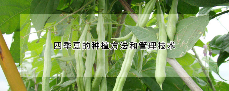 四季豆的種植方法和管理技術