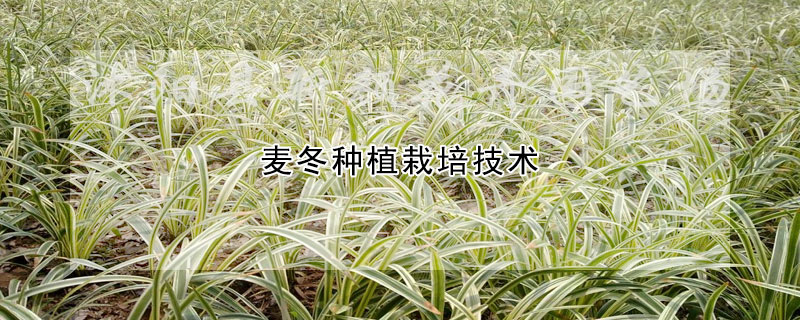 麥冬種植栽培技術(shù)