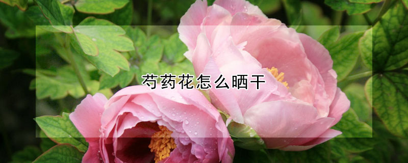 芍藥花怎么曬干