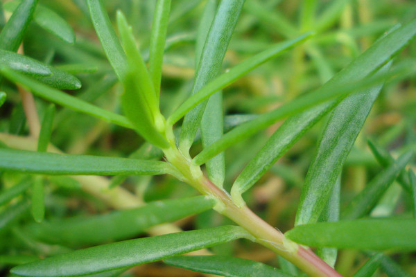 什么是馬齒莧草