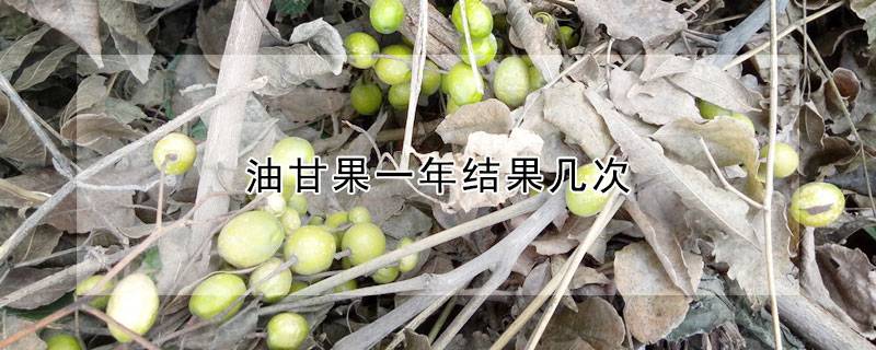 油甘果一年結果幾次