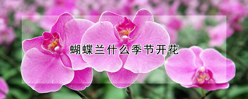 蝴蝶蘭什么季節開花