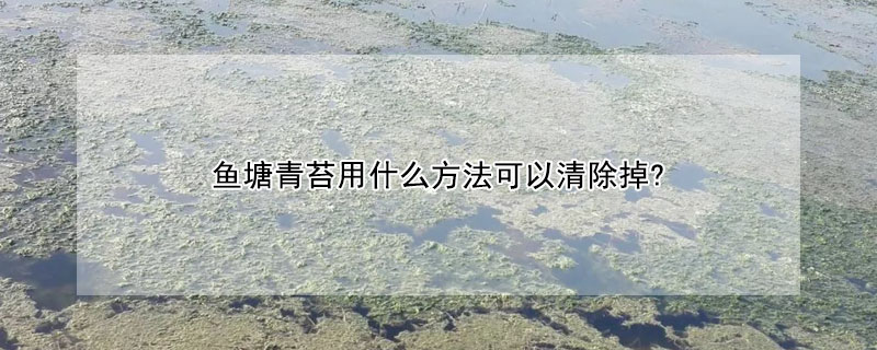 魚塘青苔用什么方法可以清除掉?