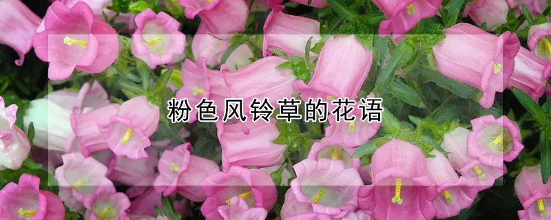 粉色風鈴草的花語