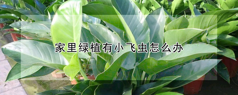 家里綠植有小飛蟲(chóng)怎么辦