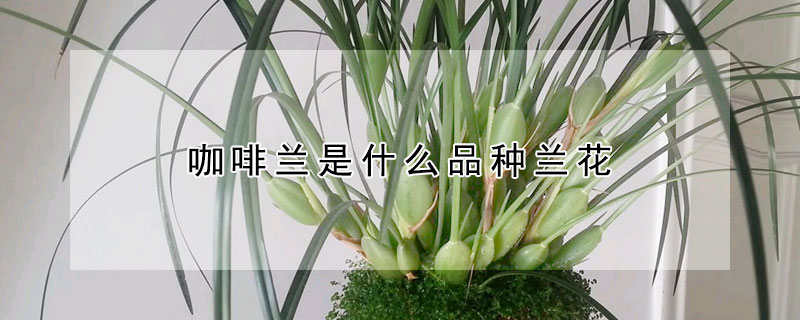 咖啡蘭是什么品種蘭花