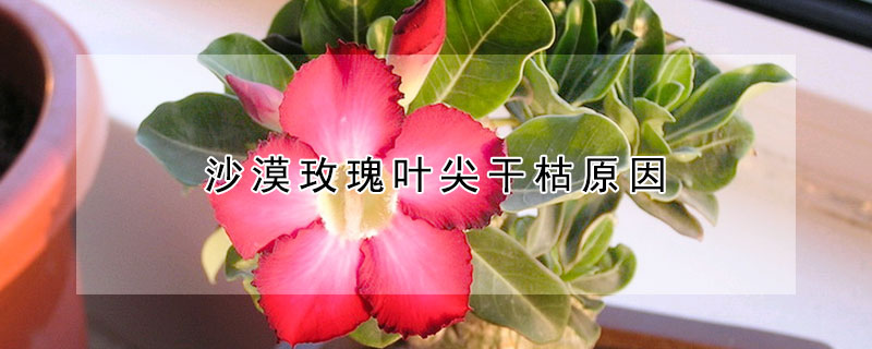 沙漠玫瑰葉尖干枯原因