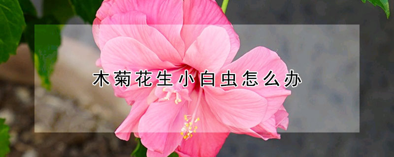 木菊花生小白蟲(chóng)怎么辦