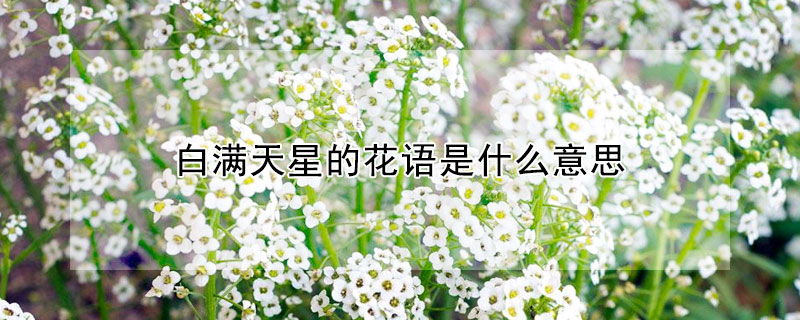 白滿天星的花語是什么意思