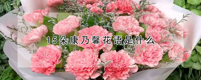 15朵康乃馨花語是什么