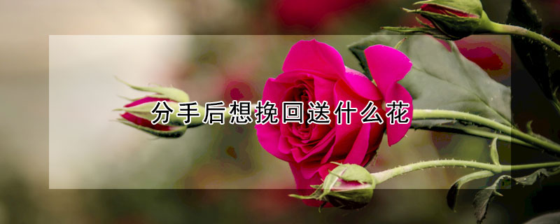 分手后想挽回送什么花