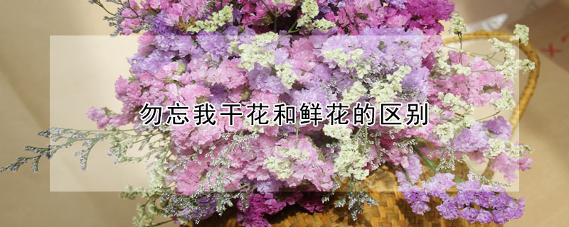 勿忘我干花和鮮花的區(qū)別