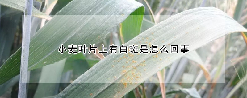 小麥葉片上有白斑是怎么回事