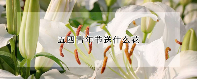 五四青年節(jié)送什么花