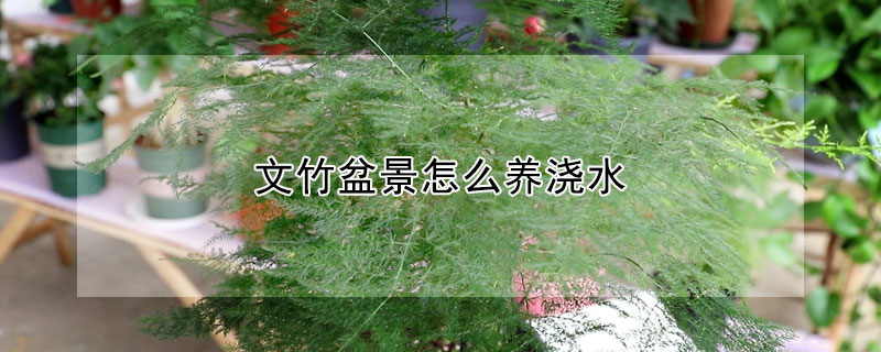 文竹盆景怎么養澆水
