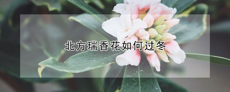 北方瑞香花如何過(guò)冬