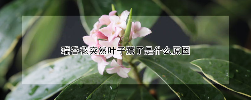 瑞香花突然葉子蔫了是什么原因