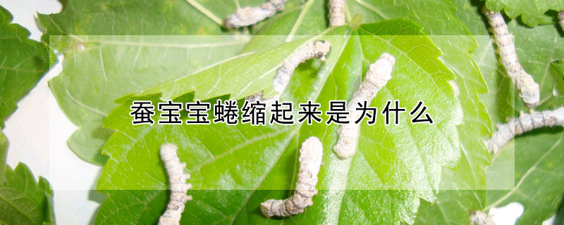 蠶寶寶蜷縮起來是為什么