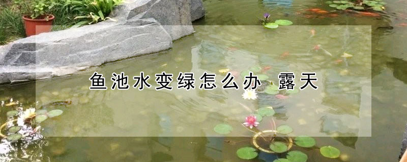 魚池水變綠怎么辦 露天