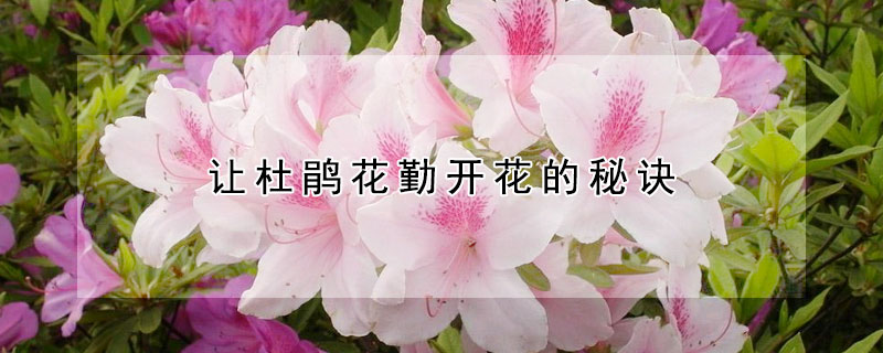 讓杜鵑花勤開(kāi)花的秘訣