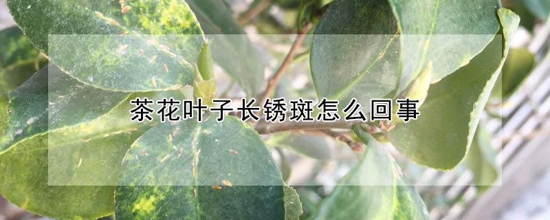 茶花葉子長(zhǎng)銹斑怎么回事