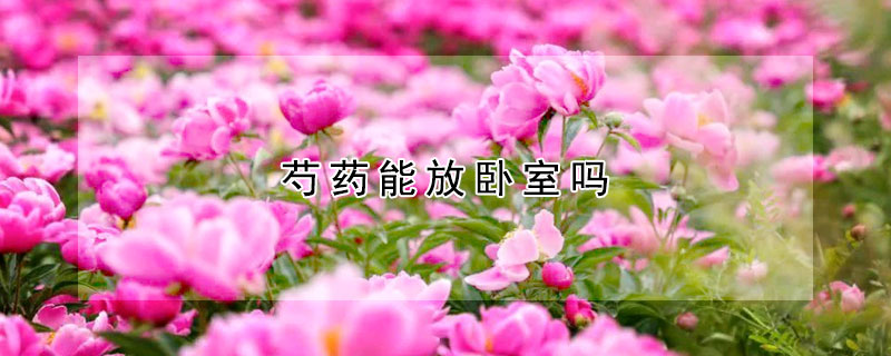 芍藥能放臥室嗎